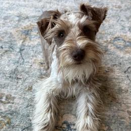 Charlie - Miniature Schnauzer
