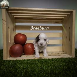 Braeburn aka Brae - Chocolate male Australian Labradoodle puppy in Cashmere, Washington from Mountain Home Doodles