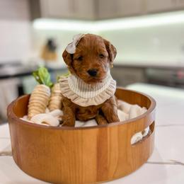 Lulu - Red  female Goldendoodle puppy in Sulphur, Louisiana from Curly Q’s Of Carlyss