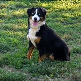 Bella - Black tri female Miniature Australian Shepherd puppy in Montpelier, Virginia from Copper Sky Aussies & Mini American Shepherds