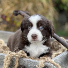 Ruby - Red tri female Miniature Australian Shepherd puppy in Wesley Chapel, Florida from August Oaks Aussies