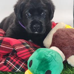 Labrador Retriever Puppies from Big Cypress labradors