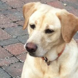 Labrador Retrievers from Mama’s Labs