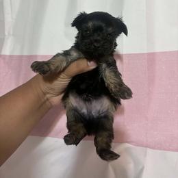 Boy 4 - Black and tan male Yorkshire Terrier puppy in Mobile, Alabama from Southern Elite Yorkies