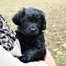 Bernedoodle and Goldendoodle Puppies from Have-a-Doodle Hill