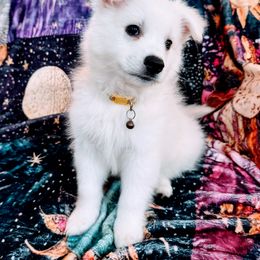 Brady - White American Eskimo Dog puppy in Live Oak, Florida from Pecan Ridge Puppies
