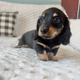 BREEZE (AKC) - Black and cream female Dachshund puppy in Valley Springs, California from Renberg's Elite Dachshunds