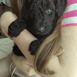 Poodle Puppies from Magnificent Standards