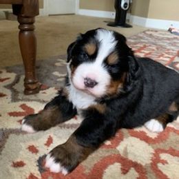 Athena - Black rust and white Bernese Mountain Dog puppy in Raleigh, North Carolina from Blue Ridge Mountains - Bernese Mountain Dog Pups