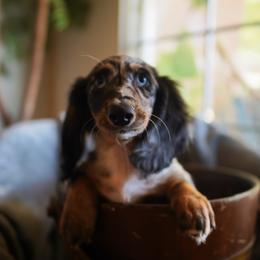 Dachshunds from Vixens Dachshunds