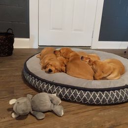Labrador Retriever Puppies from Farmhouse Labradors