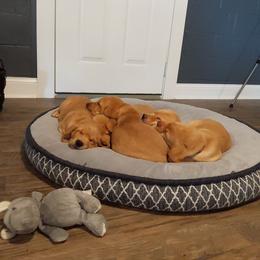 Labrador Retriever Puppies from Farmhouse Labradors