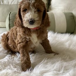 Bernedoodle and Goldendoodle Puppies from Heartfelt GoldenDoodles