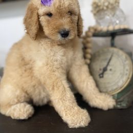 Goldendoodle Puppies from Southern Grace Acres