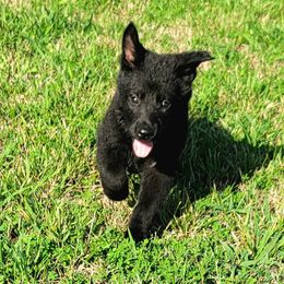 German Shepherd Puppies from Woodhill K9