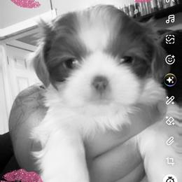 Harley Maximus Arelius Shepard - Lilac male Shih Tzu puppy in Chicago, Illinois from Casa de Santiago