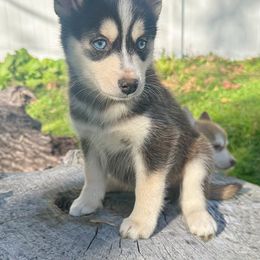 Boy3 - Black female Pomsky puppy in Bolton, Connecticut from Elle Pomsky