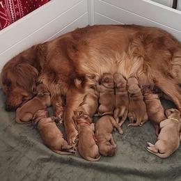 Pink collar - Dark golden female Golden Retriever puppy in Boulder, Montana from Sharee's Golden Retrievers
