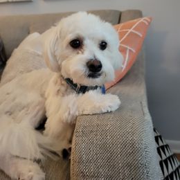 Chinese Crested All Grown Up from Pinky's Pups; Chinese Crested's Love + U