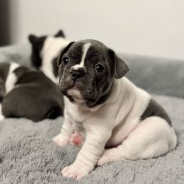 French Bulldog Puppies from Pardon My Frenchies