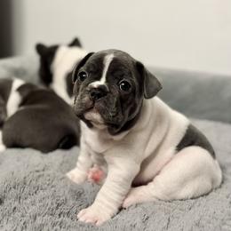 French Bulldog Puppies from Pardon My Frenchies