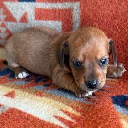 Twix - Chocolate male Dachshund puppy in Okeechobee, Florida from HotShot Kennels