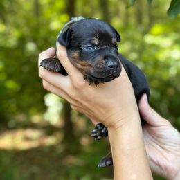 Boy - Gray Collar - Doberman Pinscher puppy from Wizard Ost Revolution kennel