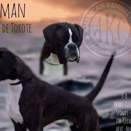 Coleman - Boxer