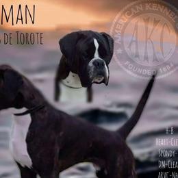 Coleman - Boxer