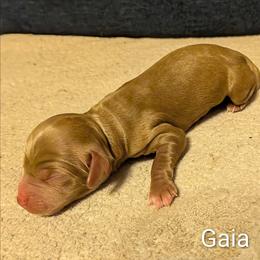 Gaia - Red female Cockapoo puppy in Sunset, Louisiana from Cano Cockapoos