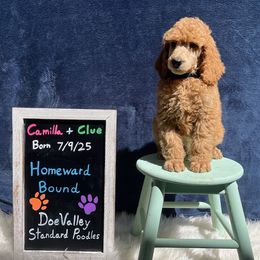 Royal Collar - Apricot male Poodle puppy in Athol, Massachusetts from DoeValley Standard Poodles
