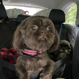 Bucky - Shih Tzu