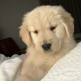 Golden Retriever Puppies from Winstone Goldens
