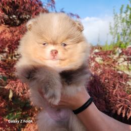Guinness - 3,500 dollars - Chocolate merle male Pomeranian puppy in Amelia, Ohio from Boujee Puff Poms