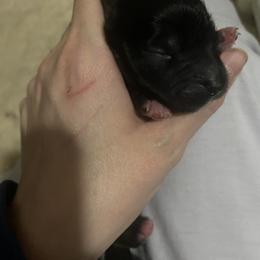 Girl 5 - Black & white female Australian Shepherd puppy in Wisconsin Dells, Wisconsin from Nicara kennel