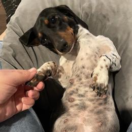 Tilly - Dachshund