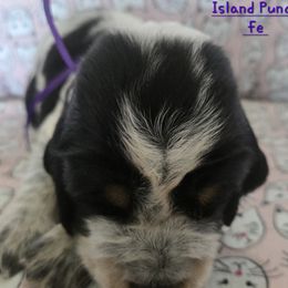Island Punch - Tri-Roan female English Springer Spaniel puppy in Brodhead, Wisconsin from Pinwheel Acres
