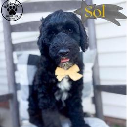 Sol - Black male Goldendoodle puppy in Anderson, South Carolina from Brinkerhoff Doodle Farm