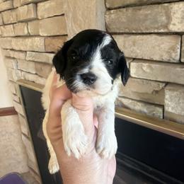 Iris - Black and white female Cockapoo puppy in Connersville, Indiana from MoonShine Babies