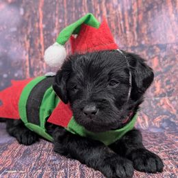 Miss Red - Black female Labradoodle puppy in Lebanon, Pennsylvania from Robertson's Retrievers and Doodles