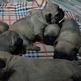 Pugs from Moore's Little Pug's