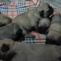 Pugs from Moore's Little Pug's