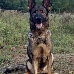 German Shepherd puppies from Illyria Dox & GSD
