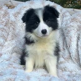 Border Collie Puppies from Team Reeves Ranch