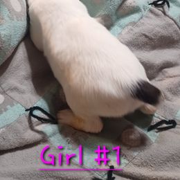 Girl 1 - English Springer Spaniel puppy in Inman, South Carolina from Janna and David springer