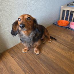 Scarlett - Dachshund