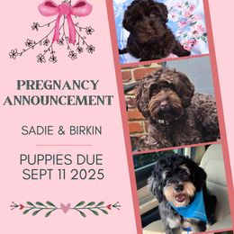 Australian Labradoodle puppies from Australian Heritage Labradoodles