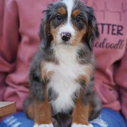 Remy (socialization program student) - Merle male Bernedoodle puppy in Dundee, Ohio from Down Home Doodle