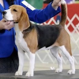 Beagle and Pomeranian All Grown Up from Celtic Rose Kennels