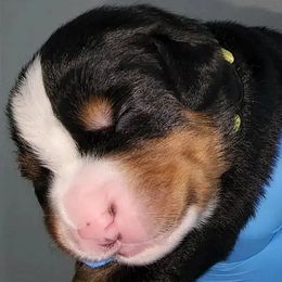 Yellow Boy Peanut - Bernese Mountain Dog puppy in Las Vegas, Nevada from Rogarci Berners Ranch